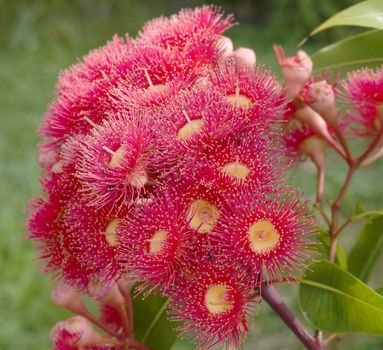 red flowers of eucalyptus summer red australian native eucalypt plant 
