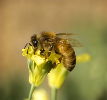 busy worker bee collects pollen from yellow spring broccoli flower in organic garden