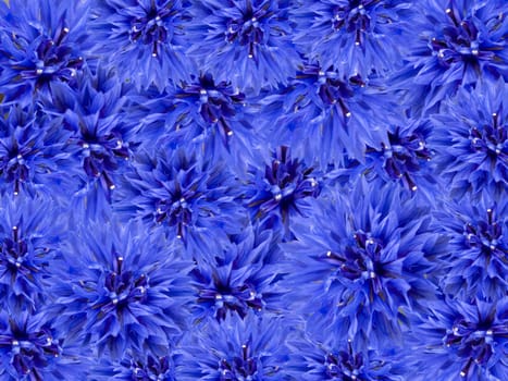 blue spring flowers floral background array of blue cornflowers