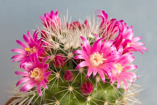 Cactus with blossoms on a dark background (Mammillaria).