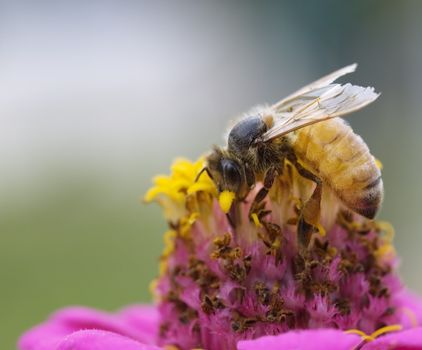 busy bee autumn worker collects nectar pollen from pink and yellow flower