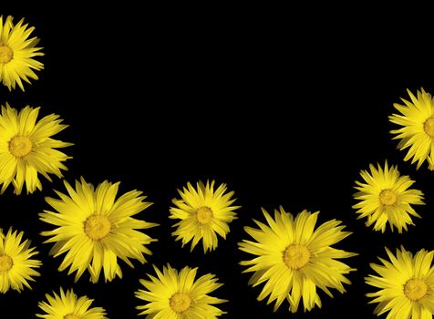 yellow floral background calendula sunflowers isolated on black