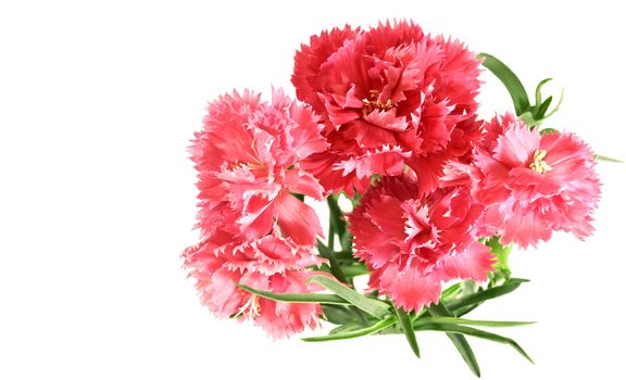 flower posy of pink carnations bouquet isolated with white copyspace