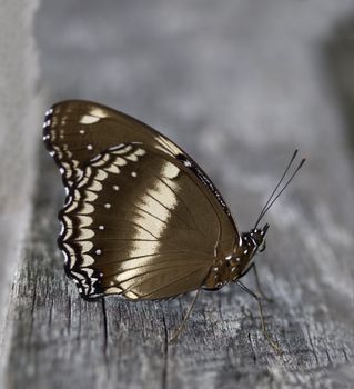 female butterfly Hypolimnas bolina Common Eggfly NYMPHALINAE underside