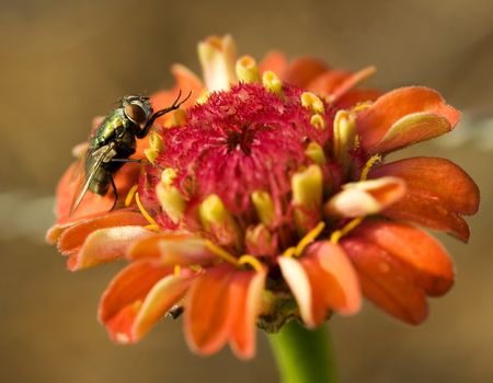 hover fly sitting on an orange flower