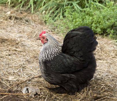  free range bantam hen