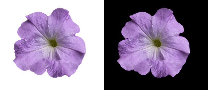 lilac purple flower violet petunia over black and white background