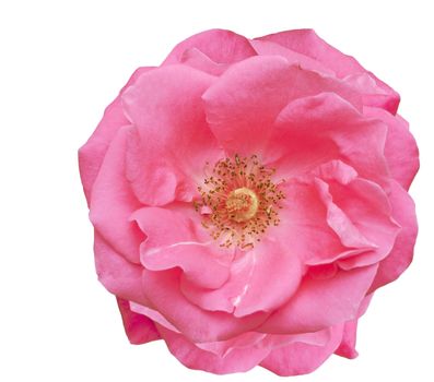 beautiful single pink rose blossom, spring flower over white background 