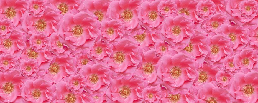 pink rose texture wallpaper floral backdrop design