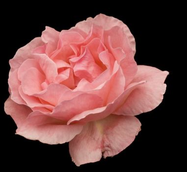 pink rose flower blossom closeup isolated on black  background