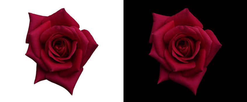 rich deep red rose isolated on black and white sign of love and affection