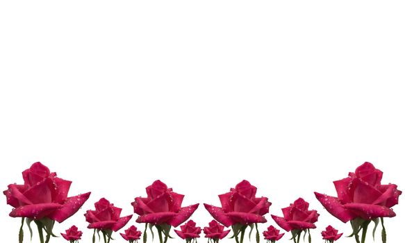rose flower pattern floral card border on white background for greeting