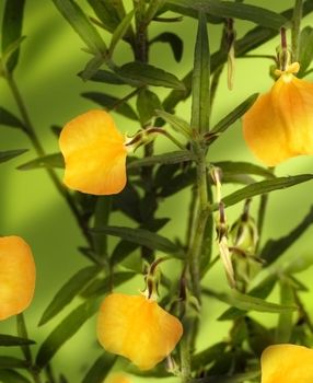 Australian wildflowers Hybanthus stellarioides Spade Flowers VIOLACEA - tiny single petal orange flowers