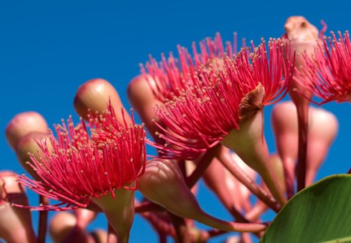red flowers of eucalyptus summer red australian native hybrid eucalypt plant over blue sky
