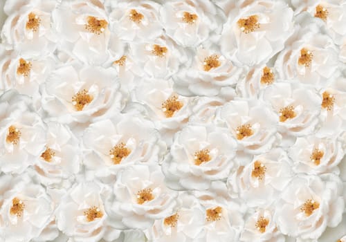 floral wallpaper white roses patterned backdrop