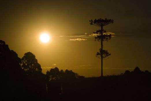 Parana pine tree, Araucaria angustifolia - Araucariaceae, on sunset. Araucaria is a endangered specie by deforestation.