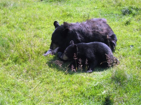 black bears in Saint Felicien's zoo, quebec