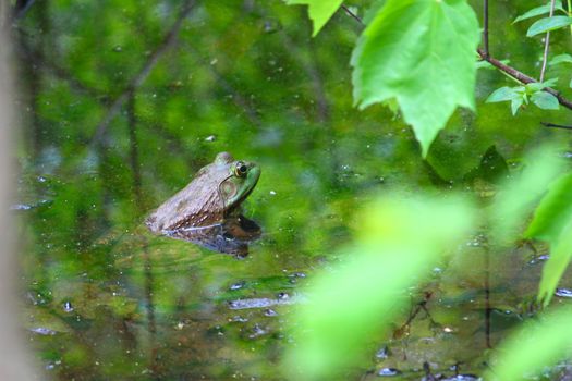 A big Bullfrog (Rana catesbeiana) in a wetland of northern Alabama.