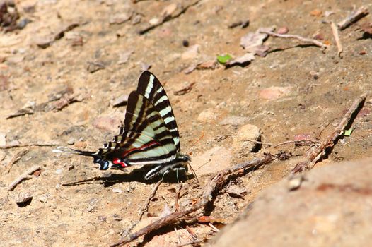 A beautiful Zebra Swallowtail (Eurytides marcellus) iat Monte Sano State Park - Alabama.