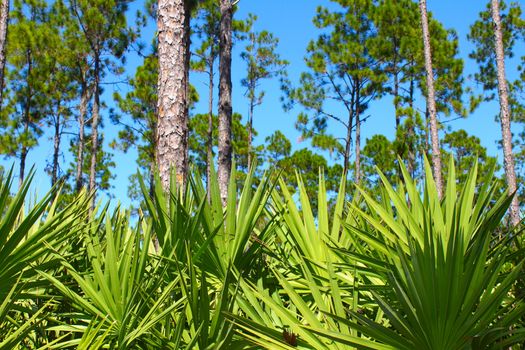The beautiful pine flatwoods of central Florida on a sunny day.