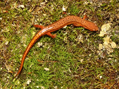 A Southern Two-lined Salamander (Eurycea cirrigera) in northern Alabama.