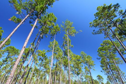 The beautiful pine flatwoods of Florida on a clear day.