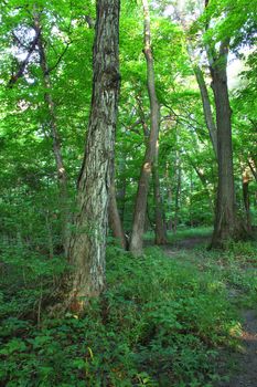 A beautiful woodland at Shabbona Lake State Park in northern Illinois.