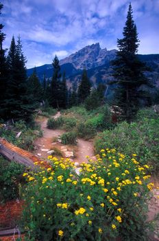 A trail winds through the valley at Grand Teton National Park in Wyoming.