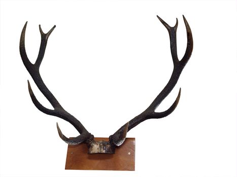 10 Point Mounted Stag Horns isolated with clipping path           