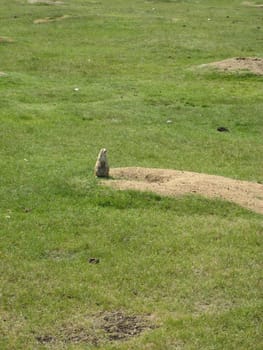 Prairie dog standing upright in Saint Felicien's zoo, Quebec