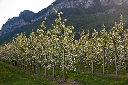 apple trees in bloom at garda lake in italy