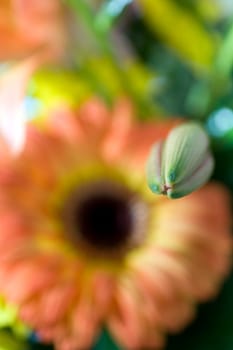 Focus on an un-openned flower with an orange daisy making up the majority of the blurred background.