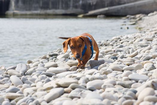 A miniature Dachshund trying to navigate the shores of a rocky beach.  Bruce Penninsula on the shores of Georgian Bay, Ontario, Canada