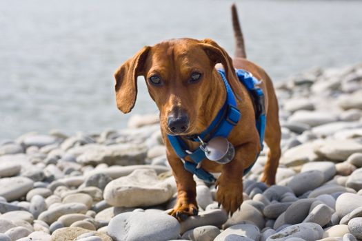 A miniature Dachshund trying to navigate the shores of a rocky beach.  Bruce Penninsula on the shores of Georgian Bay, Ontario, Canada