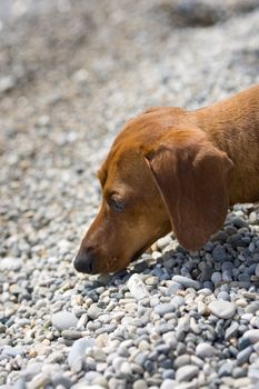 Closeup of the head of a miniature Dachshund sniffing pebbles on a rocky beach.
