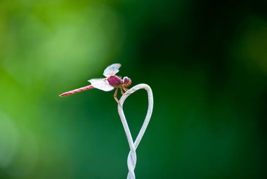 Red damselfly resting on steel wire with a green background.