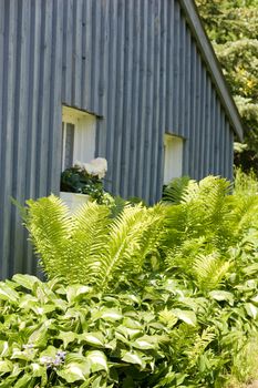 A bunch of ferns and hostas overwhelm a garden, with the corner of an older cottage behind.  Bruce Peninsula, Ontario, Canada