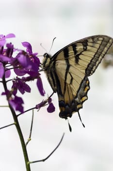 A butterfly resting on a branch with purple flowers.