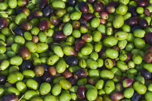 Group of black and green olives ready to be processed into oil