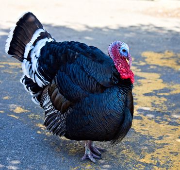 A turkey cock strutting proudly
