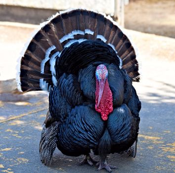 A turkey cock strutting proudly