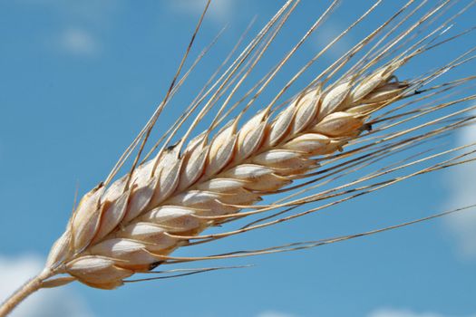 Barley ear (Raw materials for beer)