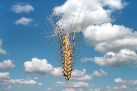 Barley ear (Raw materials for beer)