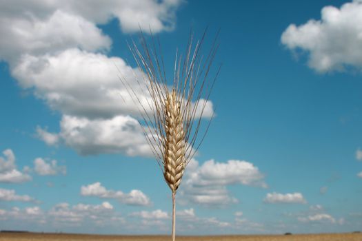 Barley ear (Raw materials for beer)