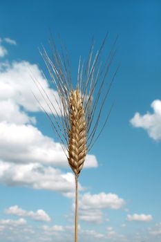 Barley ear (Raw materials for beer)