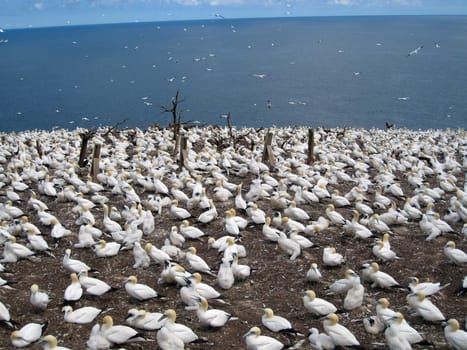northern gannets colony on Bonaventure island, Quebec