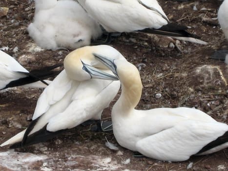 Northern gannets close up on Bonaventure island, quebec