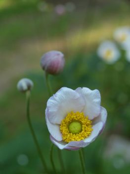 Watercolor poppy flower with buds in the background