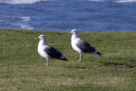 Glaucous-Winged Gull.  Photo taken at Ecola State Park, Crescent Beach; Oregon.