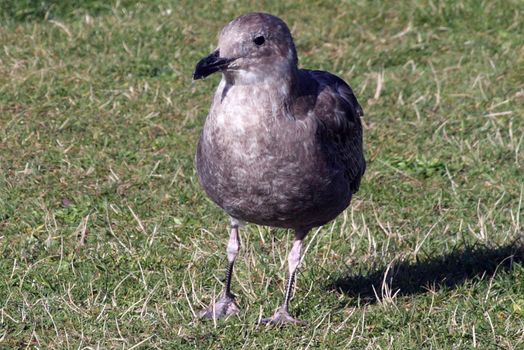 Glaucous-Winged Gull.  Photo taken at Ecola State Park, Crescent Beach; Oregon.